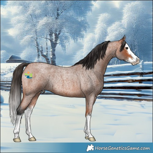 Horse Color:White Spotted Bay Roan Splash Rabicano 