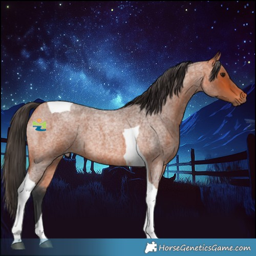 Horse Color:Bay Roan Tobiano 