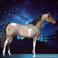 Horse Color:Bay Roan Tobiano