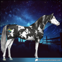 Horse Color:White Spotted Liver Chestnut Splash 