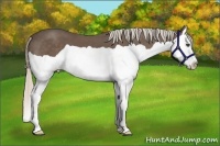 Horse Color:Silver Black Splash