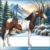 Horse Color:White Spotted Bay Tobiano 