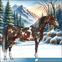 Horse Color:White Spotted Bay 
