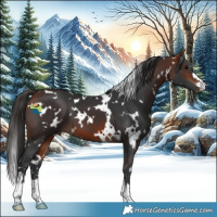 Horse Color:White Spotted Bay 