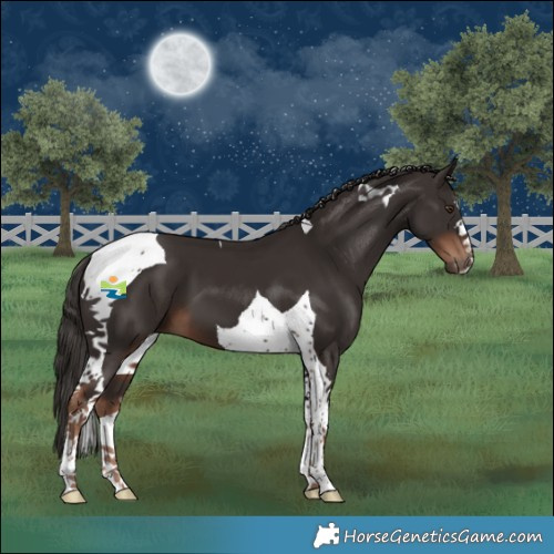 Horse Color:Liver Chestnut Tobiano 