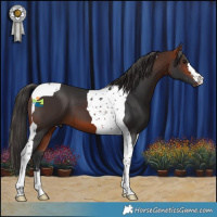 Horse Color:Bay Tobiano 