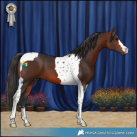 Horse Color:Bay Tobiano 