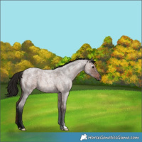 Horse Color:Gray Bay Roan 
