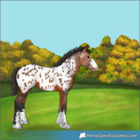Horse Color:Bay Appaloosa 