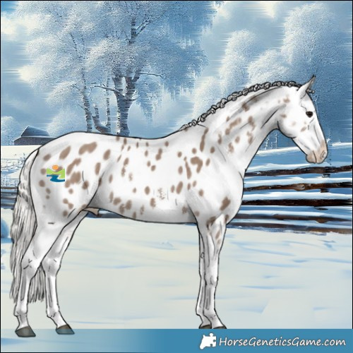 Horse Color:Silver Grullo Sabino Appaloosa Rabicano 