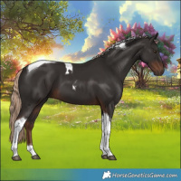 Horse Color:Liver Chestnut Tobiano 