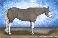 Horse Color:Silver Black Splash