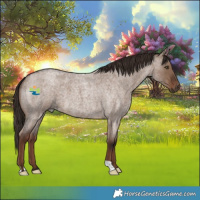 Horse Color:Liver Red Dun Roan 