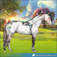 Horse Color:Buckskin Roan Pearl Tobiano and Painted Bay Appaloosa