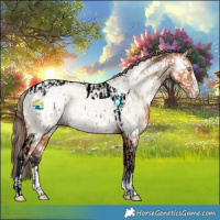 Horse Color:Buckskin Roan Pearl Tobiano and Painted Bay Appaloosa