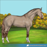Horse Color:Liver Red Dun 