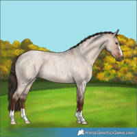 Horse Color:Liver Red Dun Roan 