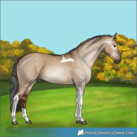 Horse Color:Gray Liver Red Dun Tobiano 
