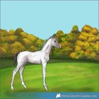 Horse Color:Liver Red Roan Tobiano