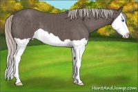 Horse Color:Silver Black Splash