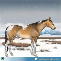Horse Color:Buckskin Tobiano Rabicano 