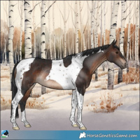 Horse Color:Brown Tobiano Rabicano