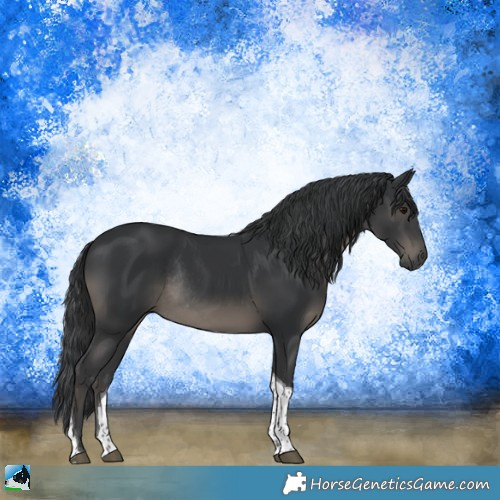Horse Color:Black Tobiano Rabicano