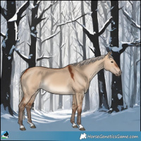 Horse Color:Silver Brown Dun 