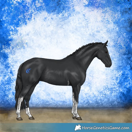 Horse Color:Black Tobiano Rabicano 
