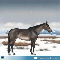 Horse Color:Brown Dun 