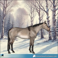 Horse Color:Brown Dun 
