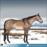 Horse Color:Brown Dun 