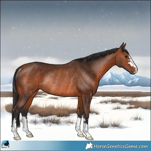 Horse Color:Bay Rabicano 