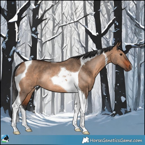 Horse Color:Brown Dun Tobiano Rabicano
