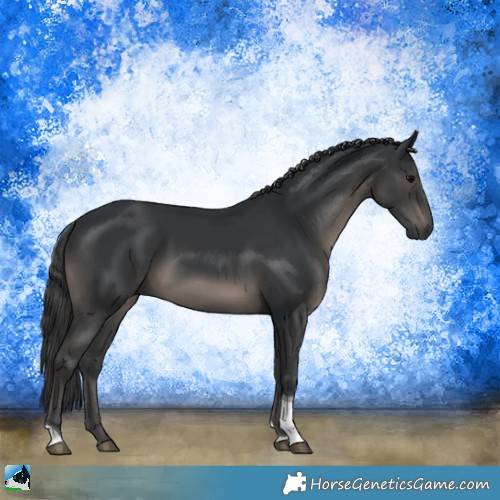 Horse Color:Black Tobiano Rabicano