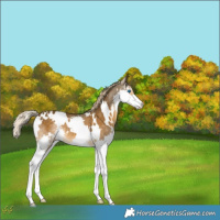 Horse Color:White Spotted Chocolate Palomino Mushroom Splash 