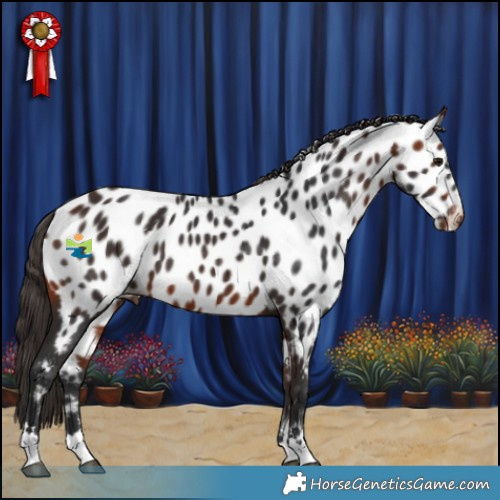 Horse Color:Bay Appaloosa 