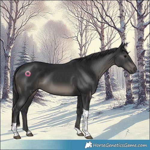 Horse Color:Black Tobiano Rabicano