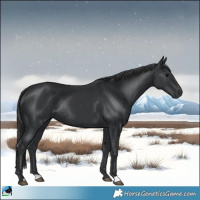 Horse Color:Black Rabicano 