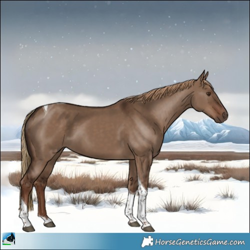 Horse Color:Liver Red Dun Tobiano