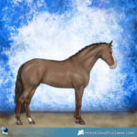 Horse Color:Liver Red Dun Splash 