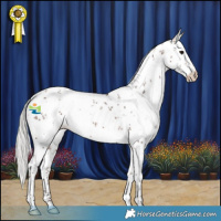Horse Color:White Spotted Silver Brown Sabino Appaloosa 