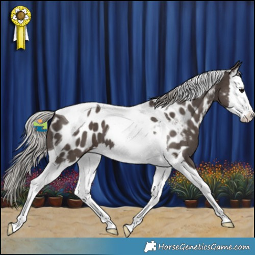 Horse Color:Silver Black Splash Tobiano Appaloosa 