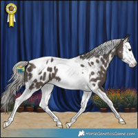 Horse Color:Silver Black Splash Tobiano Appaloosa