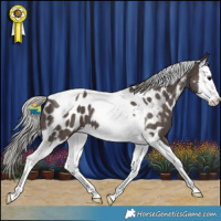 Horse Color:Silver Black Splash Tobiano Appaloosa 