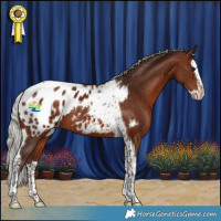 Horse Color:Silver Brown Splash Tobiano Appaloosa 