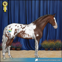 Horse Color:Silver Brown Splash Tobiano Blanket 