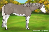 Horse Color:Silver Grullo Splash
