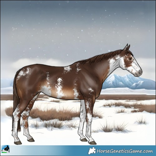 Horse Color:Gray Chestnut Sabino Rabicano 