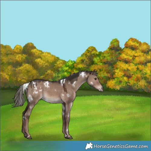 Horse Color:White Spotted Liver Red Dun Mushroom 